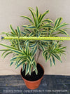 Dracaena Reflexa mature plant, Bonsai like, called also Song of India, organically grown plants and cuttings  for sale at TOMs FLOWer CLUB.