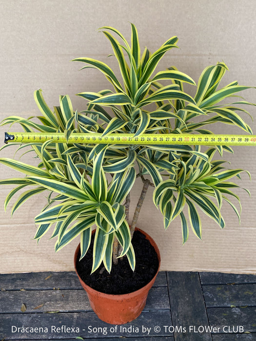 Dracaena Reflexa mature plant, Bonsai like, called also Song of India, organically grown plants and cuttings  for sale at TOMs FLOWer CLUB.