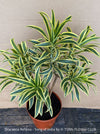 Dracaena Reflexa mature plant, Bonsai like, called also Song of India, organically grown plants and cuttings  for sale at TOMs FLOWer CLUB.