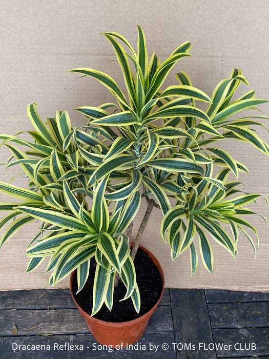 Dracaena Reflexa mature plant, Bonsai like, called also Song of India, organically grown plants and cuttings  for sale at TOMs FLOWer CLUB.