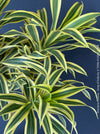 Dracaena Reflexa mature plant, Bonsai like, called also Song of India, organically grown plants and cuttings  for sale at TOMs FLOWer CLUB.