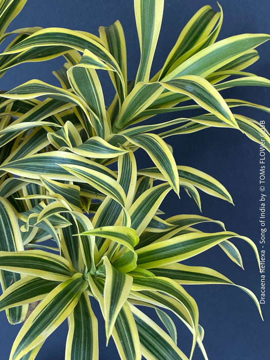 Dracaena Reflexa mature plant, Bonsai like, called also Song of India, organically grown plants and cuttings  for sale at TOMs FLOWer CLUB.