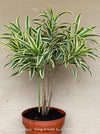 Dracaena Reflexa mature plant, Bonsai like, called also Song of India, organically grown plants and cuttings  for sale at TOMs FLOWer CLUB.