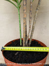 Dracaena Reflexa mature plant, Bonsai like, called also Song of India, organically grown plants and cuttings  for sale at TOMs FLOWer CLUB.