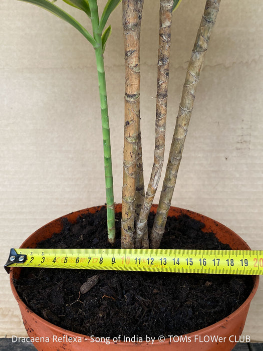 Dracaena Reflexa mature plant, Bonsai like, called also Song of India, organically grown plants and cuttings  for sale at TOMs FLOWer CLUB.