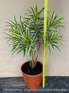 Dracaena Reflexa mature plant, Bonsai like, called also Song of India, organically grown plants and cuttings  for sale at TOMs FLOWer CLUB.