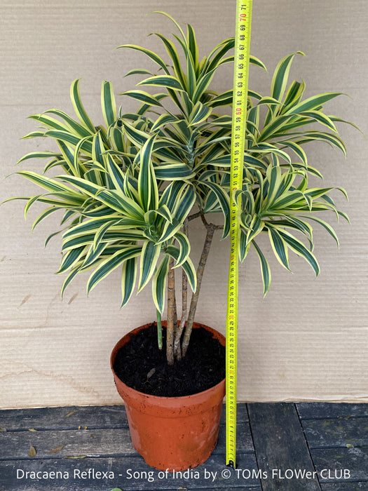 Dracaena Reflexa mature plant, Bonsai like, called also Song of India, organically grown plants and cuttings  for sale at TOMs FLOWer CLUB.