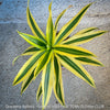 Dracaena Reflexa plants, called also Song of India, organically grown plants and cuttings  for sale at TOMs FLOWer CLUB.