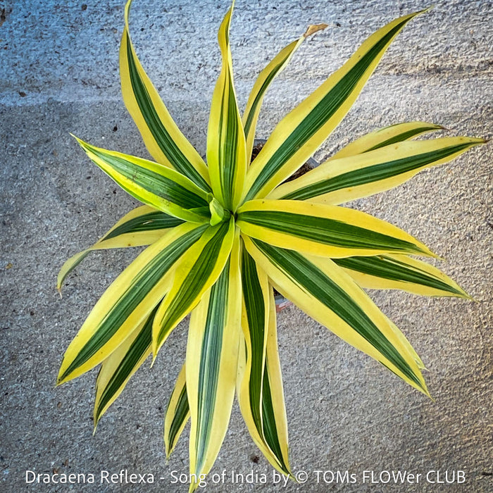 Dracaena Reflexa plants, called also Song of India, organically grown plants and cuttings  for sale at TOMs FLOWer CLUB.