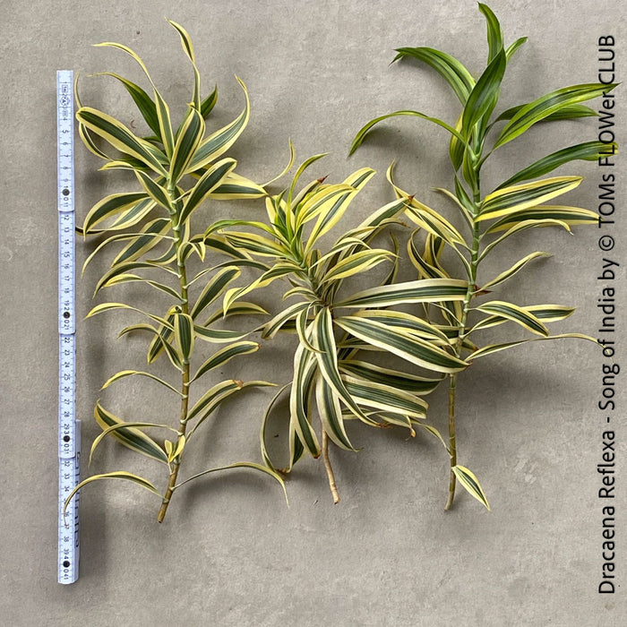 dracaena reflexa for sale Dracaena Reflexa - Song of India | cuttings from organically grown tropical plants
