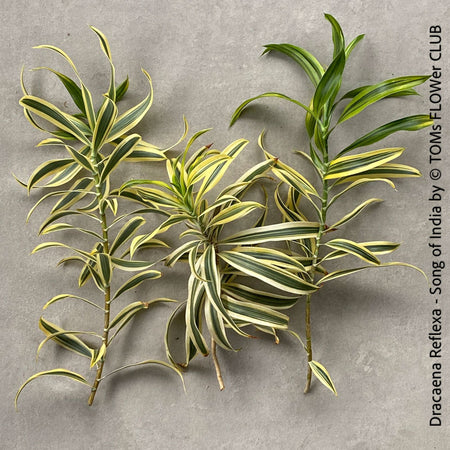 Dracaena Reflexa plants, called also Song of India, organically grown plants and cuttings  for sale at TOMs FLOWer CLUB.