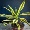 Dracaena Reflexa plants, called also Song of India, organically grown plants and cuttings  for sale at TOMs FLOWer CLUB.