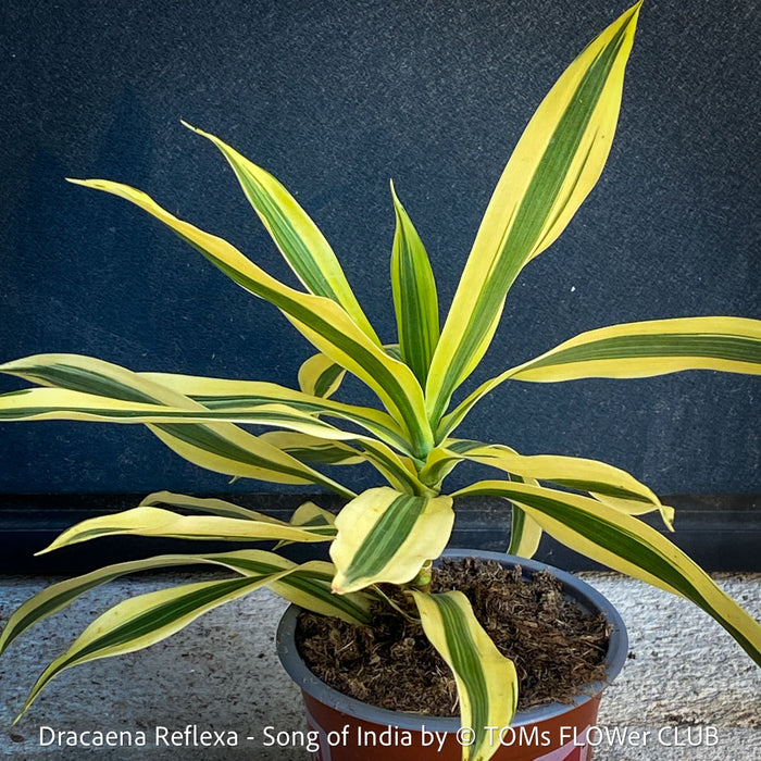 Dracaena Reflexa plants, called also Song of India, organically grown plants and cuttings  for sale at TOMs FLOWer CLUB.