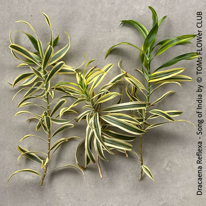 Dracaena Reflexa plants, called also Song of India, organically grown plants and cuttings  for sale at TOMs FLOWer CLUB.