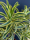 Dracaena Reflexa mature plant, Bonsai like, called also Song of India, organically grown plants and cuttings  for sale at TOMs FLOWer CLUB.