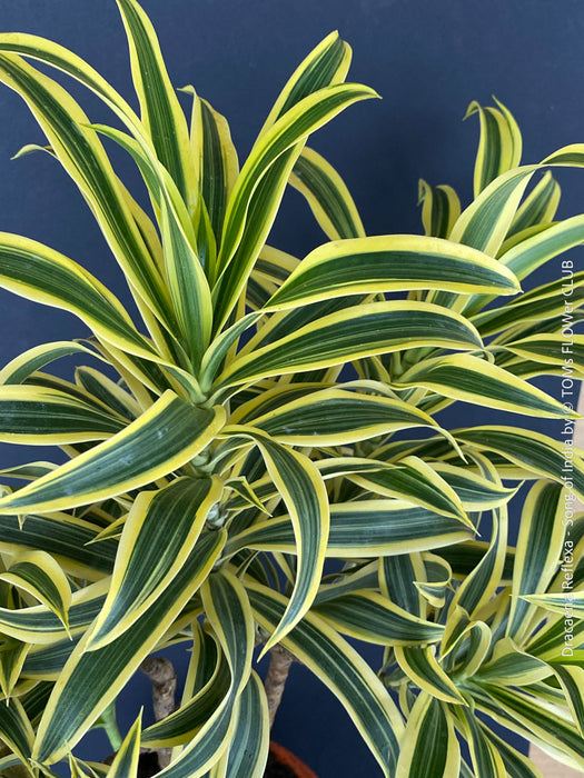 Dracaena Reflexa mature plant, Bonsai like, called also Song of India, organically grown plants and cuttings  for sale at TOMs FLOWer CLUB.