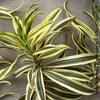 Dracaena Reflexa plants, called also Song of India, organically grown plants and cuttings  for sale at TOMs FLOWer CLUB.