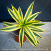 Dracaena Reflexa plants, called also Song of India, organically grown plants and cuttings  for sale at TOMs FLOWer CLUB.
