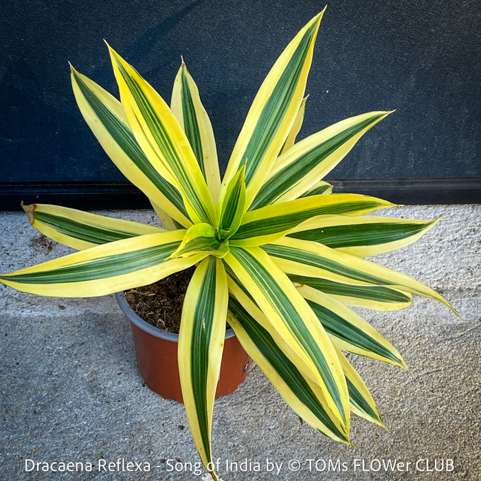 Dracaena Reflexa plants, called also Song of India, organically grown plants and cuttings  for sale at TOMs FLOWer CLUB.