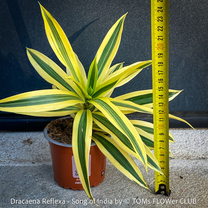 Dracaena Reflexa plants, called also Song of India, organically grown plants and cuttings  for sale at TOMs FLOWer CLUB.