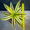 Dracaena Reflexa plants, called also Song of India, organically grown plants and cuttings  for sale at TOMs FLOWer CLUB.