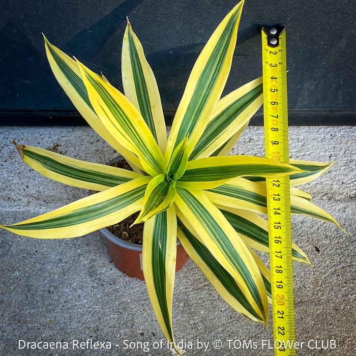 Dracaena Reflexa plants, called also Song of India, organically grown plants and cuttings  for sale at TOMs FLOWer CLUB.