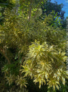 Dracaena Reflexa mature plant at Sitio Litle in Puerto de la Cruz, Teneriffa, called also Song of India, organically grown plants and cuttings  for sale at TOMs FLOWer CLUB.