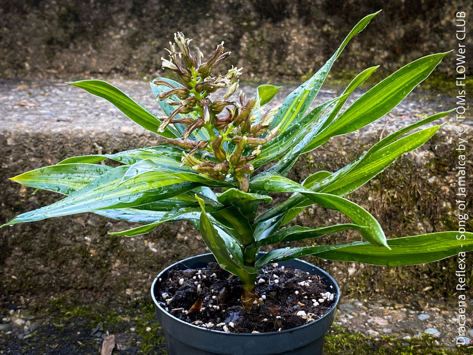 Dracaena Reflexa Song of Jamaica, variegated plants, organically grown plants and cuttings  for sale at TOMs FLOWer CLUB.