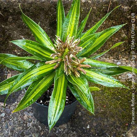 Dracaena Reflexa Song of Jamaica, variegated plants, organically grown plants and cuttings  for sale at TOMs FLOWer CLUB.