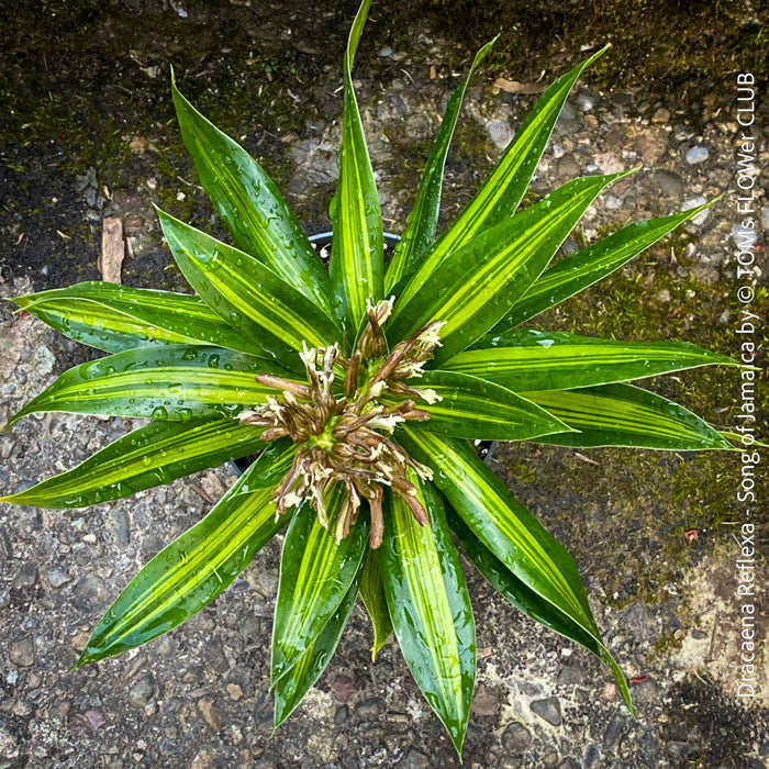 Dracaena Reflexa Song of Jamaica, variegated plants, organically grown plants and cuttings  for sale at TOMs FLOWer CLUB.