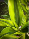 Dracaena Sanderiana Gold, Lucky Bamboo, cutting, green-yellow variegata, organically grown plants for sale at TOMs FLOWer CLUB.
