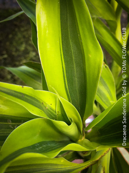 Dracaena Sanderiana Gold, Lucky Bamboo, cutting, green-yellow variegata, organically grown plants for sale at TOMs FLOWer CLUB.