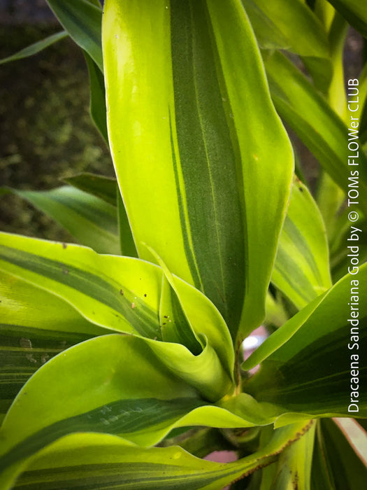Dracaena Sanderiana Gold, Lucky Bamboo, cutting, green-yellow variegata, organically grown plants for sale at TOMs FLOWer CLUB.
