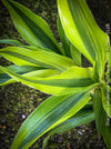 Dracaena Sanderiana Gold, Lucky Bamboo, cutting, green-yellow variegata, organically grown plants for sale at TOMs FLOWer CLUB.
