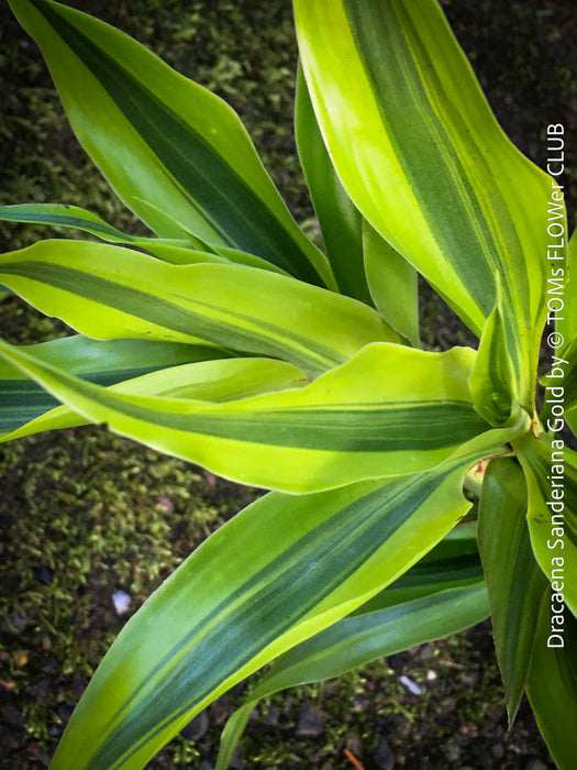 Dracaena Sanderiana Gold, Lucky Bamboo, cutting, green-yellow variegata, organically grown plants for sale at TOMs FLOWer CLUB.