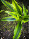 Dracaena Sanderiana Gold, Lucky Bamboo, cutting, green-yellow variegata, organically grown plants for sale at TOMs FLOWer CLUB.