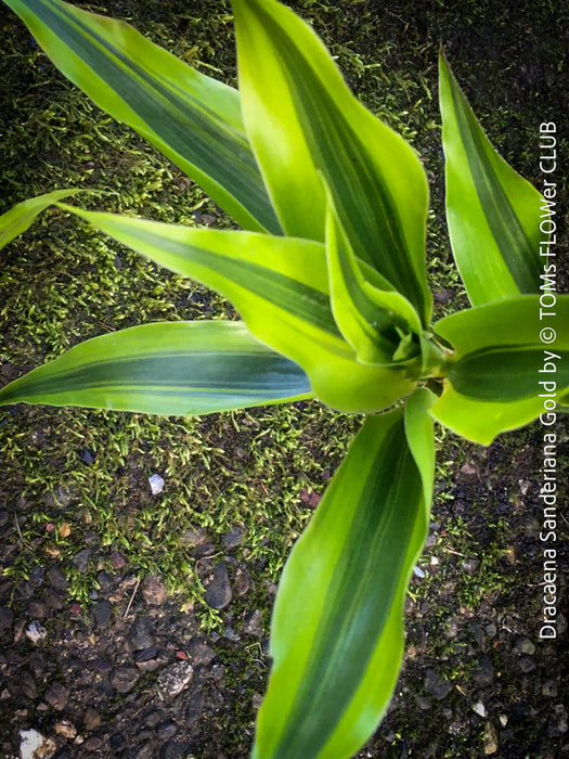 Dracaena Sanderiana Gold, Lucky Bamboo, cutting, green-yellow variegata, organically grown plants for sale at TOMs FLOWer CLUB.