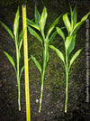 Dracaena Sanderiana Gold, Lucky Bamboo, cutting, green-yellow variegata, organically grown plants for sale at TOMs FLOWer CLUB.