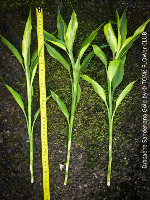 Dracaena Sanderiana Gold, Lucky Bamboo, cutting, green-yellow variegata, organically grown plants for sale at TOMs FLOWer CLUB.