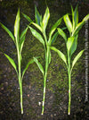 Dracaena Sanderiana White, Lucky Bamboo, cutting, green-white variegata, organically grown plants for sale at TOMs FLOWer CLUB.