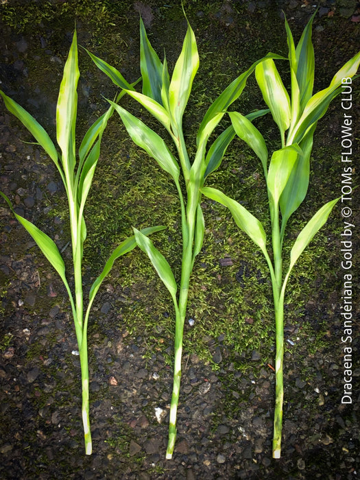 Dracaena Sanderiana White, Lucky Bamboo, cutting, green-white variegata, organically grown plants for sale at TOMs FLOWer CLUB.