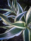 Dracaena Sanderiana White, Lucky Bamboo, cutting, green-white variegata, organically grown plants for sale at TOMs FLOWer CLUB.