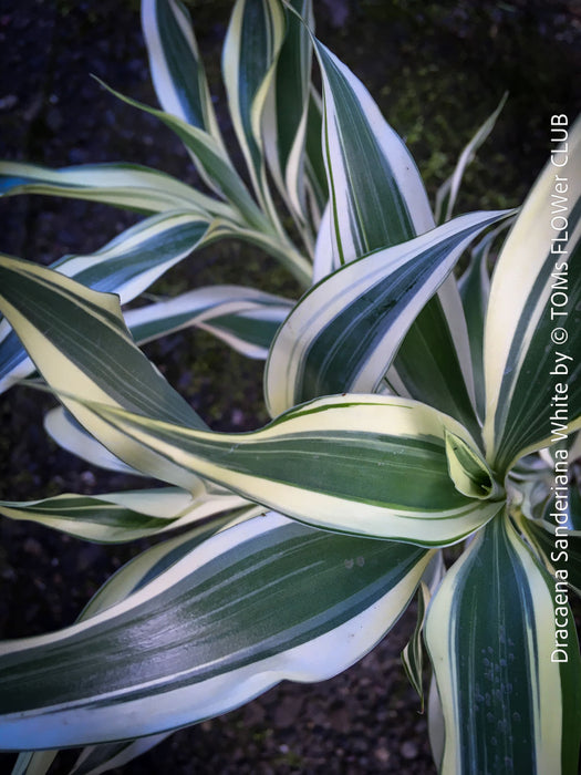 Dracaena Sanderiana White, Lucky Bamboo, cutting, green-white variegata, organically grown plants for sale at TOMs FLOWer CLUB.
