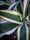 Dracaena Sanderiana White, Lucky Bamboo, cutting, green-white variegata, organically grown plants for sale at TOMs FLOWer CLUB.