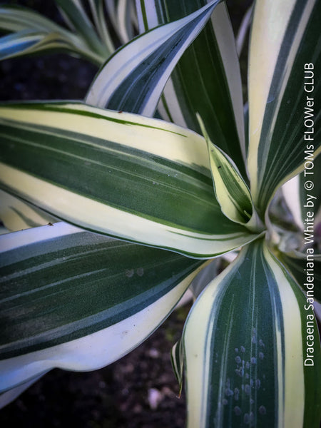 Dracaena Sanderiana White, Lucky Bamboo, cutting, green-white variegata, organically grown plants for sale at TOMs FLOWer CLUB.