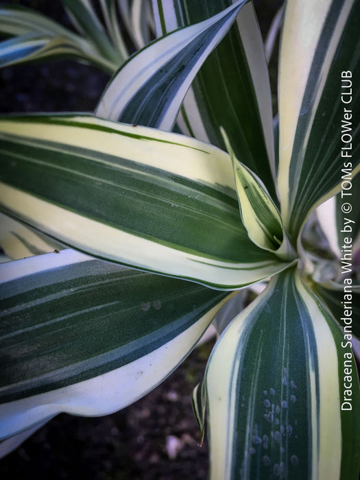 Dracaena Sanderiana White, Lucky Bamboo, cutting, green-white variegata, organically grown plants for sale at TOMs FLOWer CLUB.