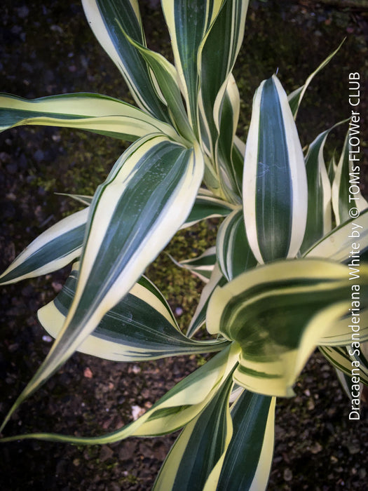 Dracaena Sanderiana White, Lucky Bamboo, cutting, green-white variegata, organically grown plants for sale at TOMs FLOWer CLUB.