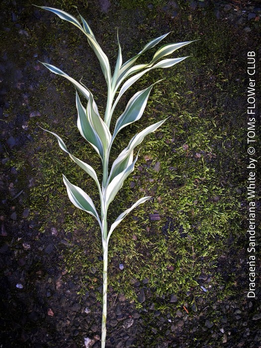 Dracaena Sanderiana White, Lucky Bamboo, cutting, green-white variegata, organically grown plants for sale at TOMs FLOWer CLUB.