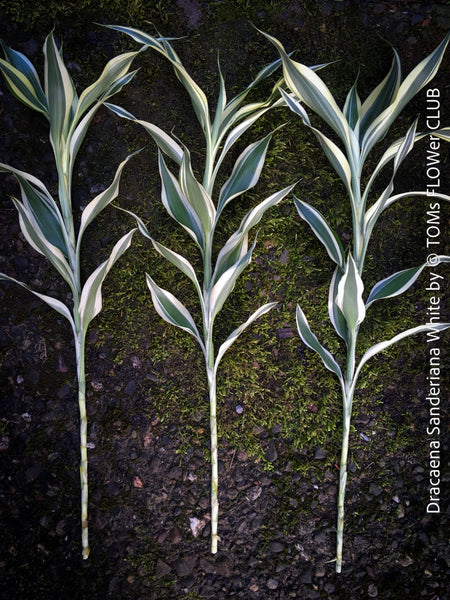 Dracaena Sanderiana White, Lucky Bamboo, cutting, green-white variegata, organically grown plants for sale at TOMs FLOWer CLUB.