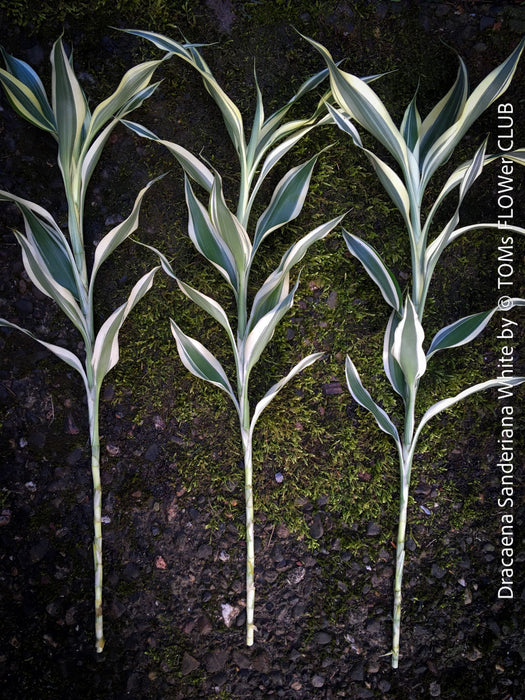 Dracaena Sanderiana White, Lucky Bamboo, cutting, green-white variegata, organically grown plants for sale at TOMs FLOWer CLUB.